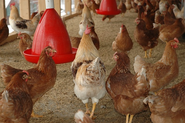 Soigner les maladies de vos poules : guide pratique