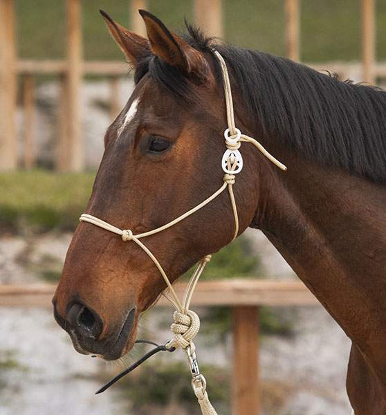 Comment passer son cheval en side pull ?