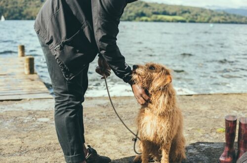 promenades chiens