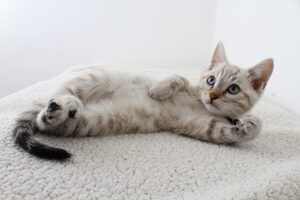 Adapter l'alimentation de ton chat à chaque étape de sa vie