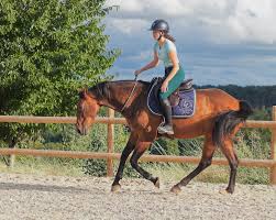 cordelette sur le cheval