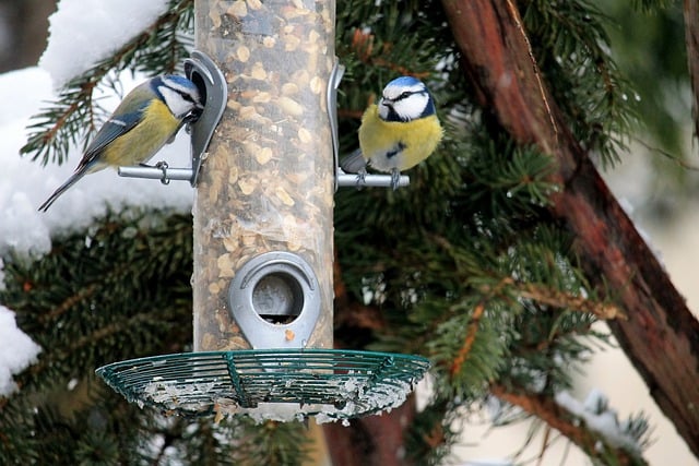 Les meilleurs oiseaux