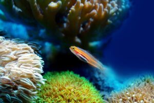 Les poissons d'aquarium