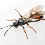 fourmis volantes