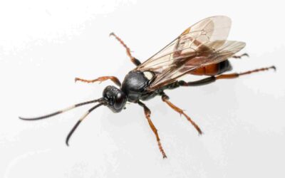 fourmis volantes