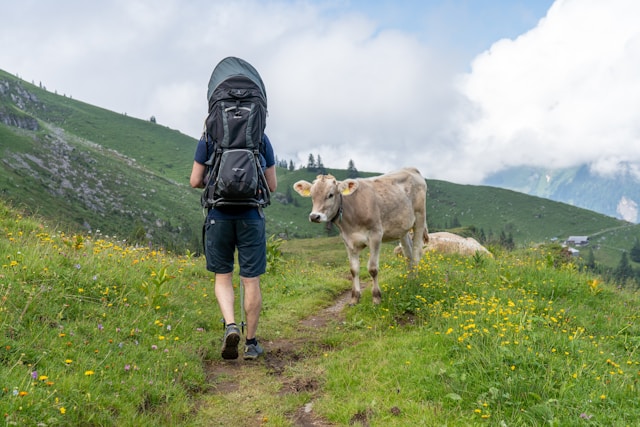 voyage vegan