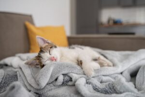 Un chat tigré se reposant paisiblement dans un "Lit pour Chat" au design moderne et épuré, mettant en valeur le confort et l'esthétique du mobilier pour animaux