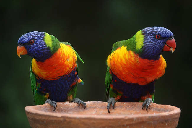 perroquets