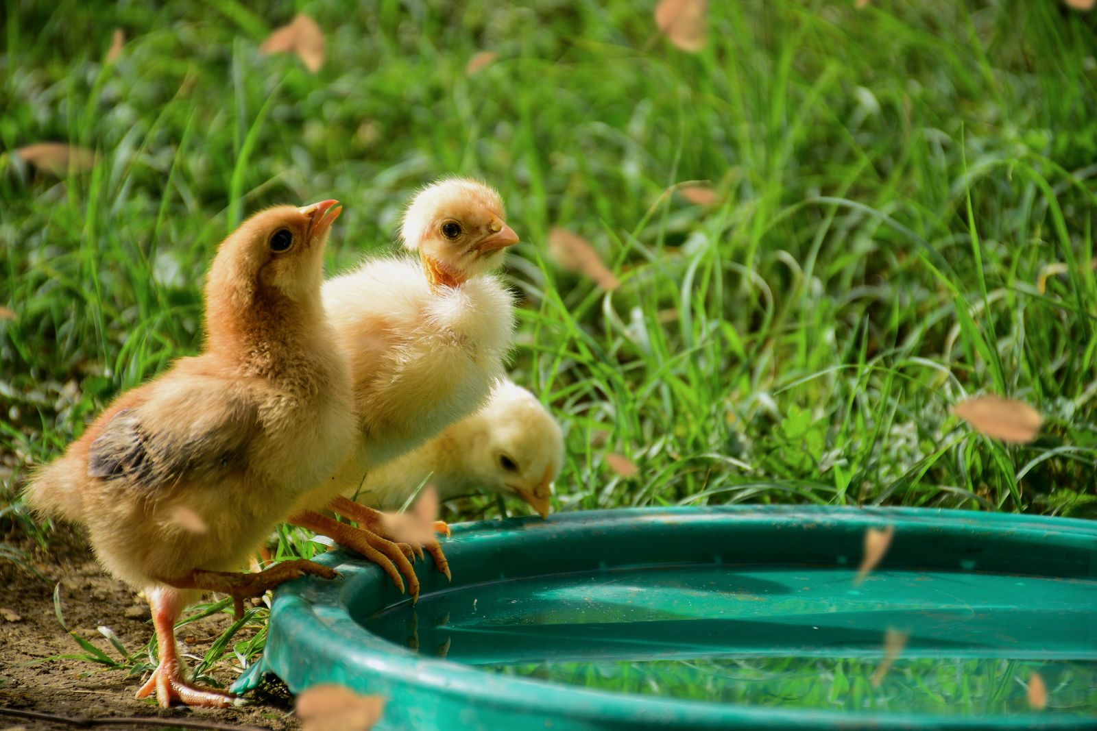Abreuvoir animaux : garantir une eau propre et fraîche